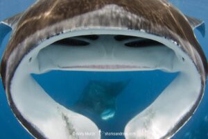 Caribbean Manta Ray, Manta cf. birostris. An as-yet undescribed third species of manta ray from the Western tropical Atlantic and Caribbean Sea. Closely related to the Oceanic Manta - Manta birostris.