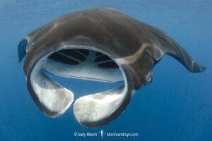 Caribbean Manta Ray, Manta cf. birostris. An as-yet undescribed third species of manta ray from the Western tropical Atlantic and Caribbean Sea. Closely related to the Oceanic Manta - Manta birostris.