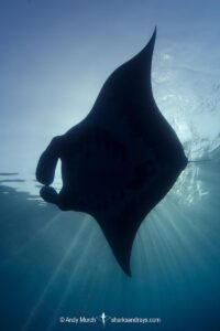 Caribbean Manta Ray, Manta cf. birostris. An as-yet undescribed third species of manta ray from the Western tropical Atlantic and Caribbean Sea. Closely related to the Oceanic Manta - Manta birostris.