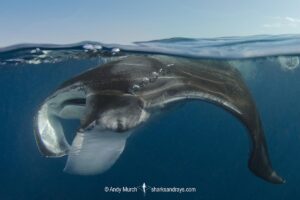 Caribbean Manta Ray, Manta cf. birostris. An as-yet undescribed third species of manta ray from the Western tropical Atlantic and Caribbean Sea. Closely related to the Oceanic Manta - Manta birostris.