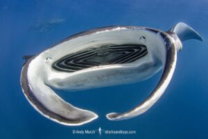 Caribbean Manta Ray, Manta cf. birostris. An as-yet undescribed third species of manta ray from the Western tropical Atlantic and Caribbean Sea. Closely related to the Oceanic Manta - Manta birostris.
