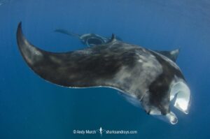 Caribbean Manta Ray, Manta cf. birostris. An as-yet undescribed third species of manta ray from the Western tropical Atlantic and Caribbean Sea. Closely related to the Oceanic Manta - Manta birostris.