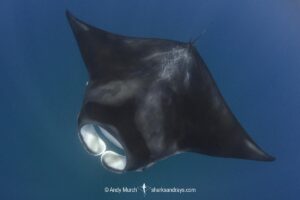 Caribbean Manta Ray, Manta cf. birostris. An as-yet undescribed third species of manta ray from the Western tropical Atlantic and Caribbean Sea. Closely related to the Oceanic Manta - Manta birostris.