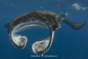 Caribbean Manta Ray, Manta cf. birostris. An as-yet undescribed third species of manta ray from the Western tropical Atlantic and Caribbean Sea. Closely related to the Oceanic Manta - Manta birostris.