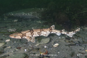 Chain catshark, Scyliorhinus retifer, a.k.a. chain dogfish. Rhode Island, USA, North Atlantic.