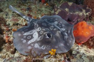 Circular Stingaree, Urolophus circularis. Aka Sinclair’s Stingaree. Albany, Western Australia, Indian Ocean.