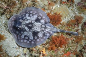 Circular Stingaree, Urolophus circularis. Aka Sinclair’s Stingaree. Albany, Western Australia, Indian Ocean.