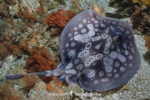 Circular Stingaree, Urolophus circularis. Aka Sinclair’s Stingaree. Albany, Western Australia, Indian Ocean.