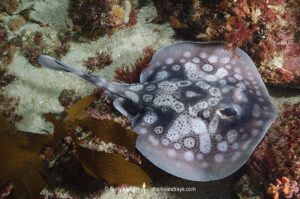 Circular Stingaree, Urolophus circularis. Aka Sinclair’s Stingaree. Albany, Western Australia, Indian Ocean.