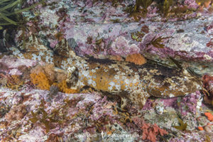Cobbler Wobbegong, Sutorectus tentaculatus. Bremer Bay, Western Australia, Southern Ocean.