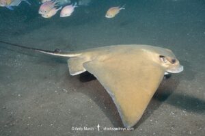 Common Eagle Ray