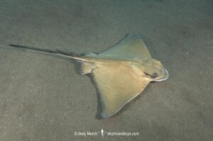 Common Eagle Ray