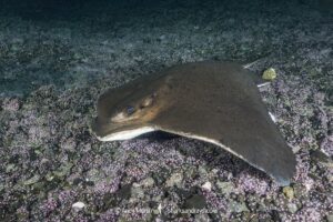 Common Eagle Ray