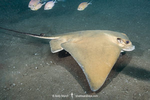 Common Eagle Ray