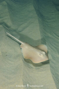 Common Stingaree, Trygonoptera testacea. South West Rocks, New South Wales, Australia.