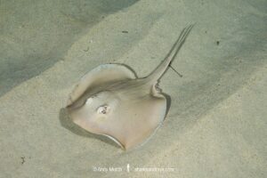 Common Stingaree, Trygonoptera testacea. South West Rocks, New South Wales, Australia.