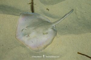 Common Stingaree, Trygonoptera testacea. South West Rocks, New South Wales, Australia.