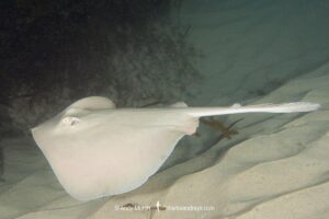 Common Stingaree, Trygonoptera testacea. South West Rocks, New South Wales, Australia.