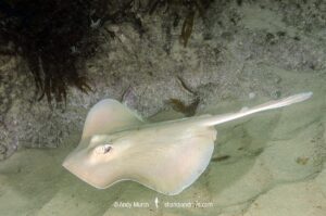 Common Stingaree, Trygonoptera testacea. South West Rocks, New South Wales, Australia.