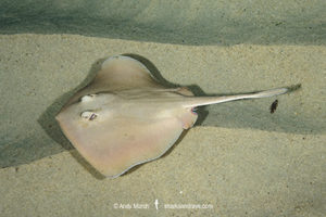 Common Stingaree
