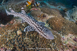 Coral Catshark, Atelomycterus marmoratus, Bugtong Batu Seamount, Malapascua Island, Visayan Sea, Philippines.