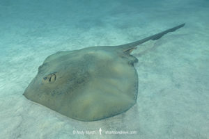 Cowtail Stingray