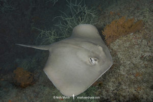 Diamond Stingray