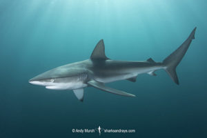 Dusky Shark, Carcharhinus obscurus. Dusky sharks aggregate to feed on Sardines during the South African Sardine Run in June and July. Indian Ocean, Port Saint Johns, Wild Coast, South Africa.