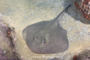 Eastern Shovelnose Stingaree, Trygonoptera imitata, Merimbula, New South Wales, Australia.