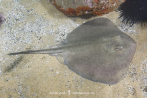 Eastern Shovelnose Stingaree, Trygonoptera imitata, Merimbula, New South Wales, Australia.