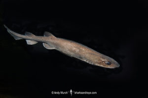 Filetail Catshark
