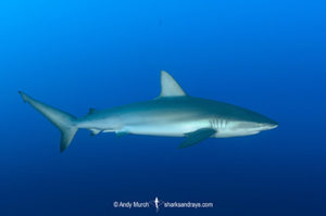 Galapagos Shark, Carcharhinus galapagensis. Socorro Island, Revillagigedo Archipelago, Mexico, Eastern Pacific.