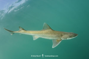 Gray Smoothhound Shark