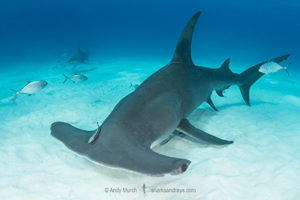 Great Hammerhead Shark, Sphyrna mokarran. The largest species of hammerhead shark attaining lengths of up to 6m. South Bimini Island, Bahamas, Caribbean Sea.