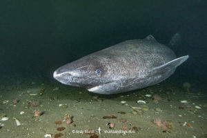Greenland Shark, Somniosus microcephalus, A member of the sleeper shark family. Baie Comeeau, Quebec, Canada, Saint Lawrence River, Atlantic Ocean.