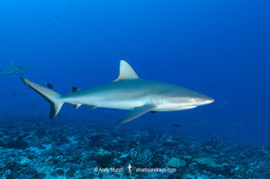 Grey Reef Shark, Carcharhinus amblyrhynchos. Schooling in the Tumakohua Pass, Fakarava Atoll, French Polynesia, South Pacific.