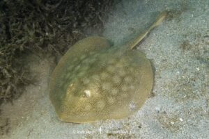Round stingray or Hallers stingray, Urobatis halleri. Playa El Burro, Baja, Meico, Sea of Cortez.