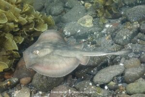 Haller's Round Ray, urobatis halleri. Aka round stingray. Sea of Cortez, Mulege, Baja, Mexico.