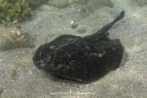 Haller's Round Ray, urobatis halleri. Aka round stingray. Sea of Cortez, Mulege, Baja, Mexico.