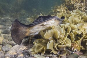 Haller's Round Ray, urobatis halleri. Aka round stingray. Sea of Cortez, Mulege, Baja, Mexico.
