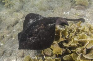 Haller's Round Ray, urobatis halleri. Aka round stingray. Sea of Cortez, Mulege, Baja, Mexico.