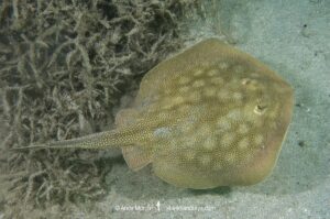 Haller's Round Ray, Urobatis halleri. Aka or Round stingray or Hallers stingray. Playa El Burro, Baja, Meico, Sea of Cortez.