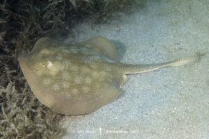 Haller's Round Ray, Urobatis halleri. Aka or Round stingray or Hallers stingray. Playa El Burro, Baja, Meico, Sea of Cortez.