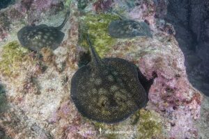Haller's Round Ray, Urobatis halleri. Aka Round stingray or Haller’s stingray. Midriff Islands, Sea of Cortez, Mexico.