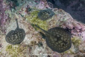 Haller's Round Ray, Urobatis halleri. Aka Round stingray or Haller’s stingray. Midriff Islands, Sea of Cortez, Mexico.