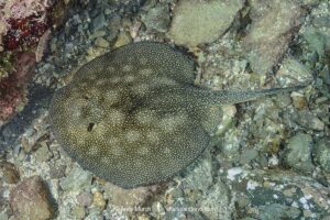 Haller's Round Ray, Urobatis halleri. Aka Round stingray or Haller’s stingray. Midriff Islands, Sea of Cortez, Mexico.