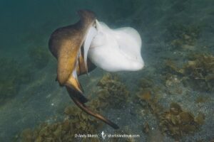 A male Harrer’s round ray, Urobatis halleri, grips the tail and pelvic fins of a female in order to subdue her before mating. Mullege, Sea of Cortez, Baja, Mexico.