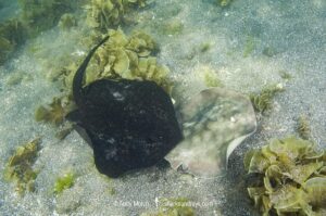 A male Harrer’s round ray, Urobatis halleri, grips the tail and pelvic fins of a female in order to subdue her before mating. Mullege, Sea of Cortez, Baja, Mexico.
