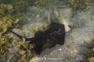 A male Harrer’s round ray, Urobatis halleri, grips the tail and pelvic fins of a female in order to subdue her before mating. Mullege, Sea of Cortez, Baja, Mexico.