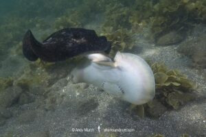 A male Harrer’s round ray, Urobatis halleri, grips the tail and pelvic fins of a female in order to subdue her before mating. Mullege, Sea of Cortez, Baja, Mexico.